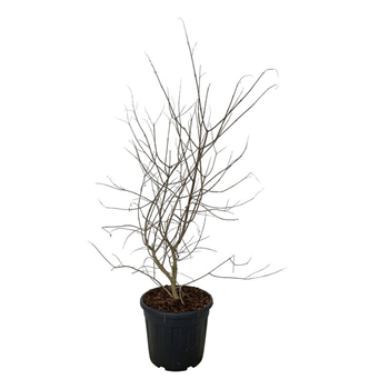 Vitex agnus-castus F00007383