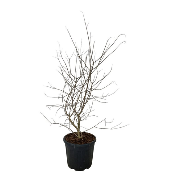 Vitex agnus-castus F00007383