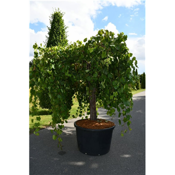 Vitis vinifera F00006436