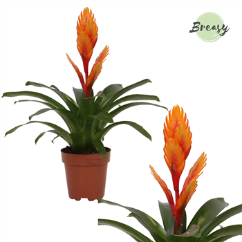 Vriesea 'Intenso Orange' F00000265