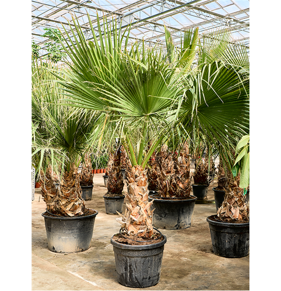 Palma Washingtonia filifera (220-320) 5WAFIRS05
