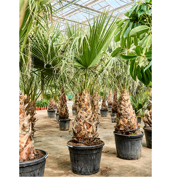 Palma Washingtonia filifera (250-350) 5WAFIRS06