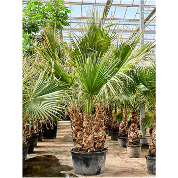 Palma Washingtonia filifera (280-340) 5WAFIMS10