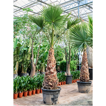 Palma Washingtonia robusta 'Hybrid' (330-380) 5WARORS96