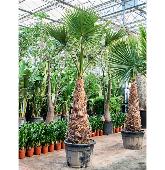 Palma Washingtonia robusta 'Hybrid' (330-380) 5WARORS96