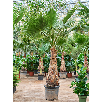 Palma Washingtonia robusta (275-325cm) 5WARORS36