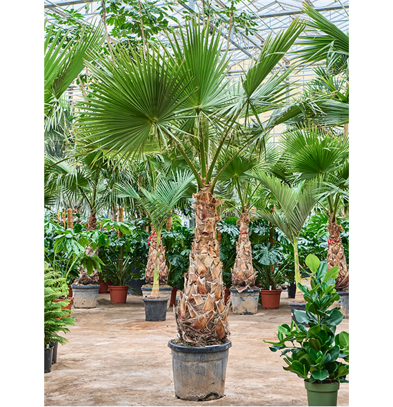 Palma Washingtonia robusta (275-325cm) 5WARORS36