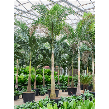 Wodyetia bifurcata 4WOBIRS24