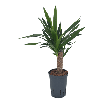 Juka elephantipes 1YUCC1S10