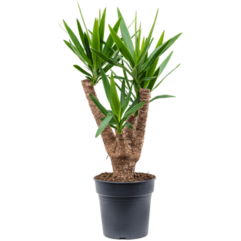 Juka elephantipes 4YUELVT01