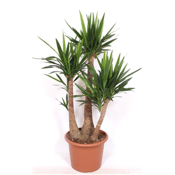 Juka elephantipes F00005637