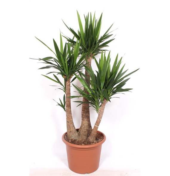 Juka elephantipes F00005637
