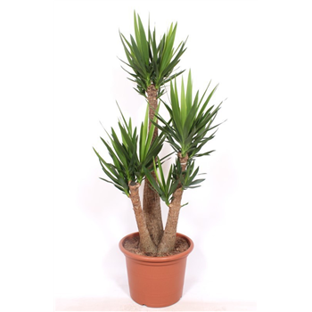 Juka elephantipes F00005636