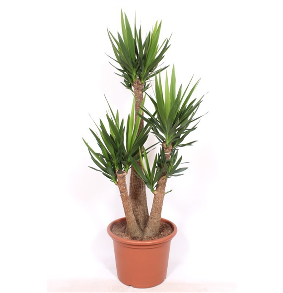 Juka elephantipes F00005636