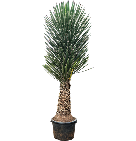 Juka filifera 5YUFIRS56