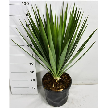 Juka gloriosa F00006480