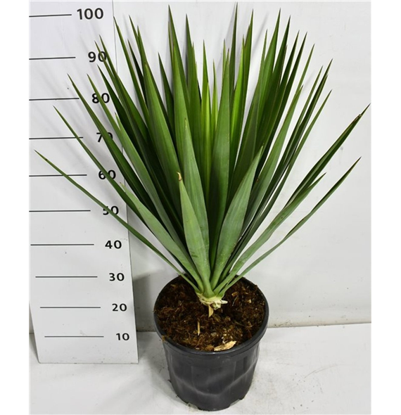 Juka gloriosa F00006480