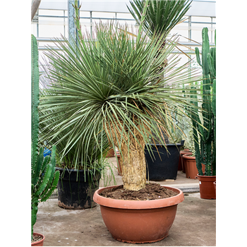 Juka linearifolia 5YULIVT40