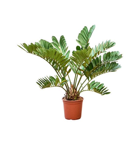 Zamia furfuracae (90-120) 4ZAFUBU24