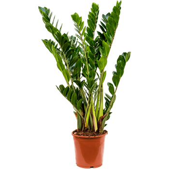 Zamija zamiifolia 4ZAZABX08