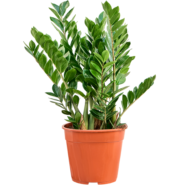 Zamija zamiifolia 4ZAZABX15