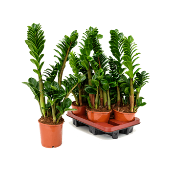 Zamija zamiifolia 'Zenzi' 4/tray 4ZAZEBP14