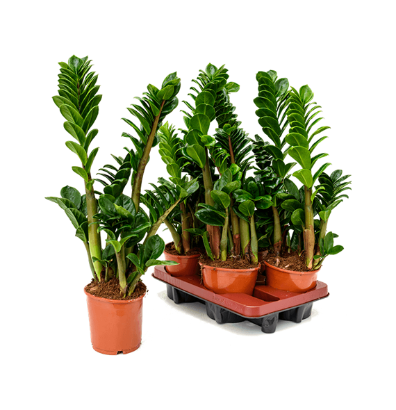 Zamija zamiifolia 'Zenzi' 4/tray 4ZAZEBP14