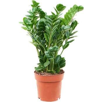 Zamija zamiifolia 'Midori' 4ZAMIBU19