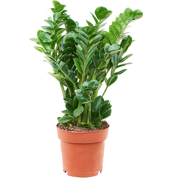 Zamija zamiifolia 'Midori' 4ZAMIBU19