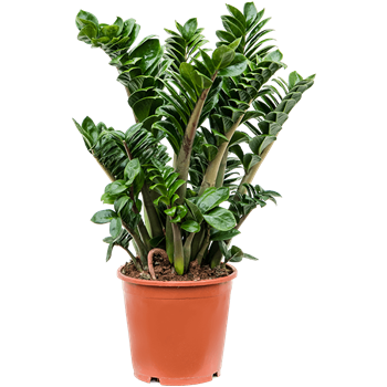 Zamija zamiifolia 'Zenzi' 4ZAZEBX21