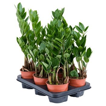 Zamija zamiifolia 10/tray 4ZAZABP12
