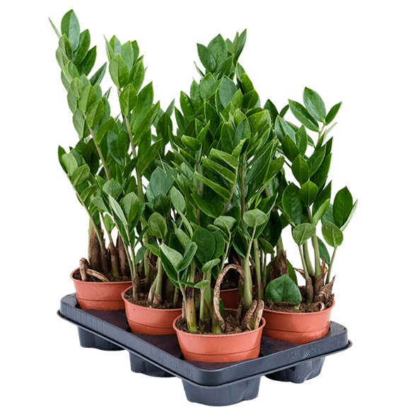 Zamija zamiifolia 10/tray 4ZAZABP12
