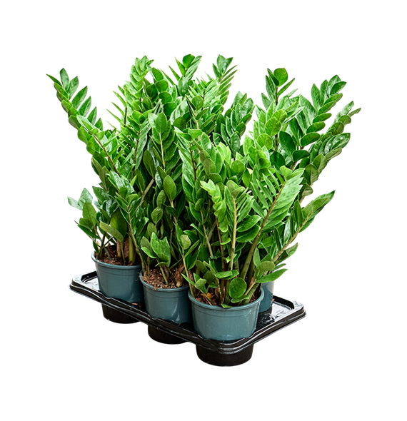 Zamija zamiifolia 6/tray F00004969