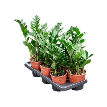 Zamija zamiifolia 7/tray F00006820
