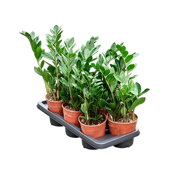 Zamija zamiifolia 7/tray F00006820