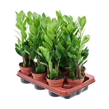 Zamija zamiifolia 9/tray 4ZAZABP09