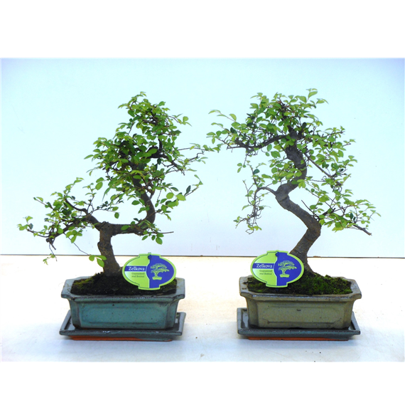 Zelkova parvifolia F00002579
