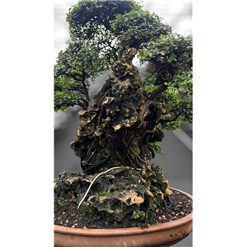 Zelkova parvifolia F00007771