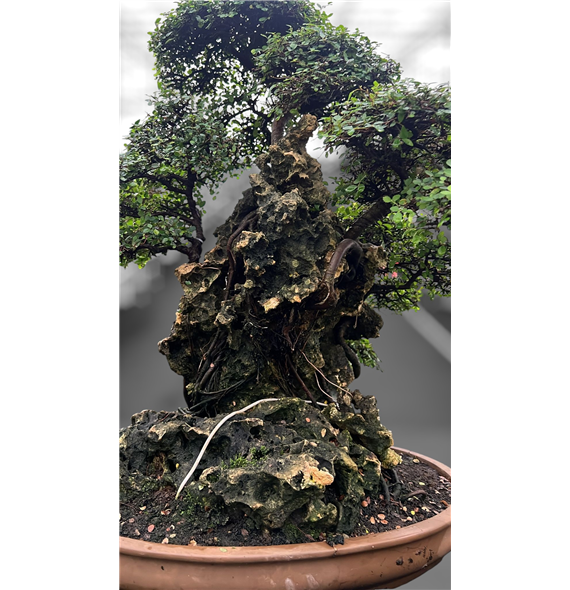 Zelkova parvifolia F00007771