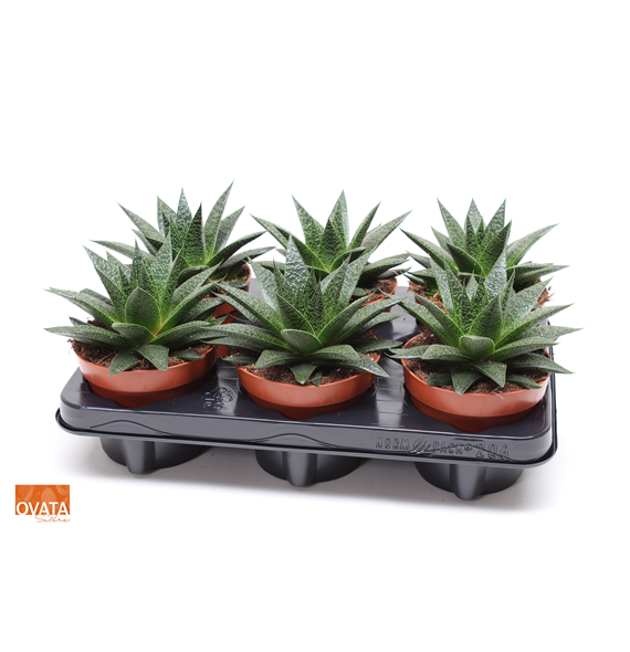 xGasteraloe Noa F00005032