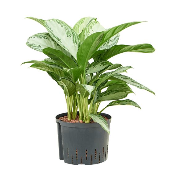 Aglaonema 'Silver Bay' 1AGSBTU12