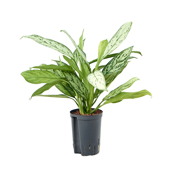 Aglaonema 'Silver King' 1AGSKBP20