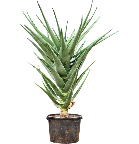 Aloe 'Hercules' 5ALHEKK01