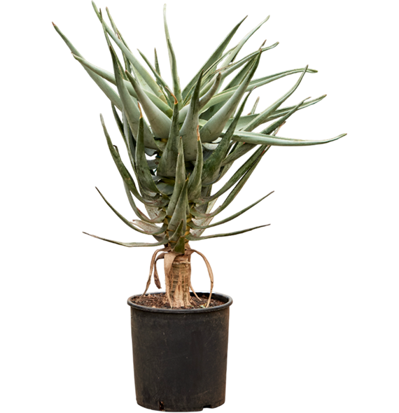 Aloe dichotoma (100-120) 5ALDIKK80