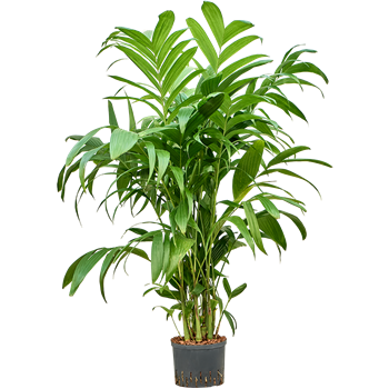 Areca triandra 1ARTRTU26