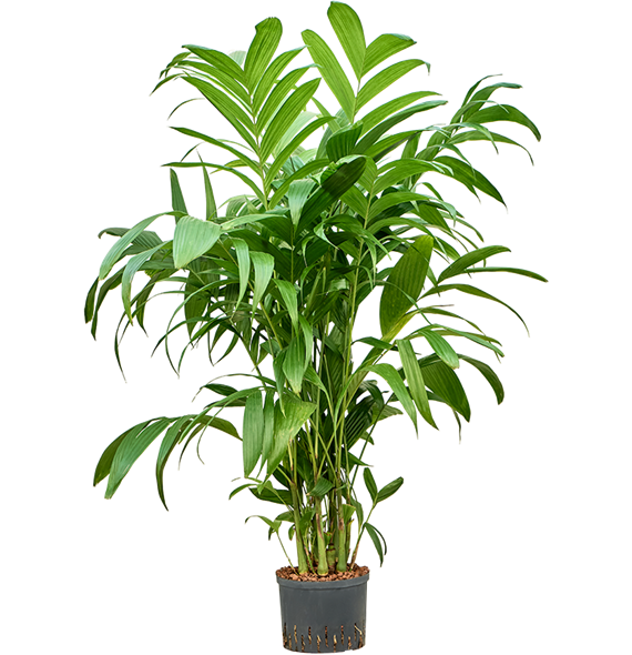 Areca triandra 1ARTRTU26