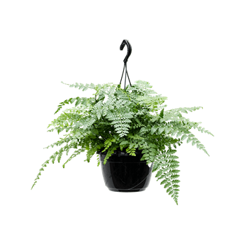 Asplenium dimorphum 'Parvati' 4ASPAHA20