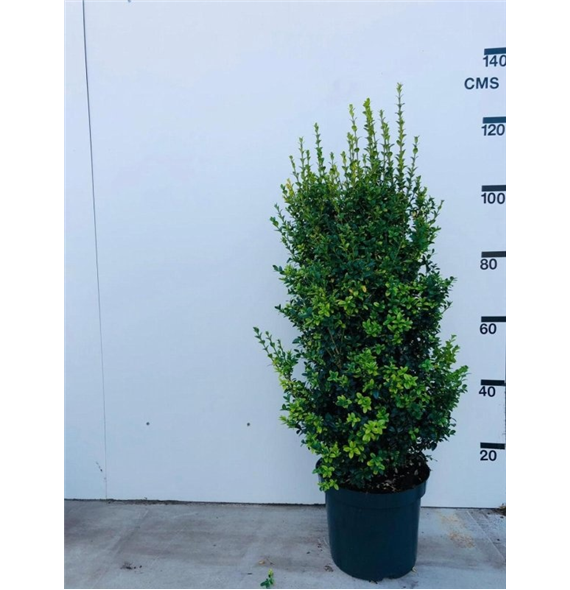 Buxus sempervirens F00006809