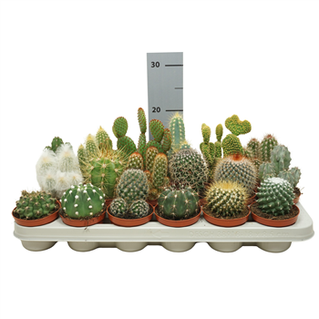 Kaktus mix F00001401