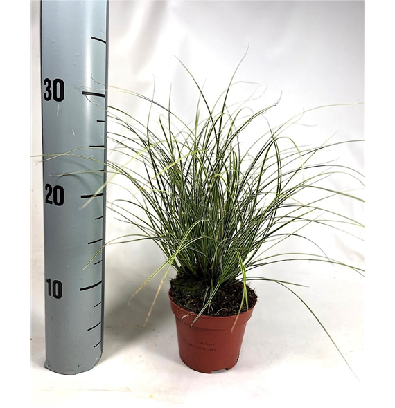 Carex brunnea 'Jubilo' F00008105